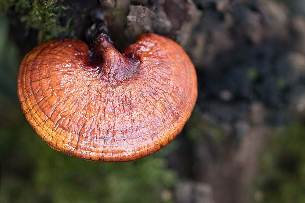 Reishi is known as Ganoderma lucidum mushroom and has skin benefits like hydrating, soothing, anti-inflammatory, and anti-wrinkle. Reishi is known as Ganoderma lucidum mushroom and has skin benefits like hydrating, soothing, anti-inflammatory, and anti-wrinkle.
